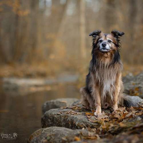 Hundeauslaufgebiet-paws on pictures-Bild