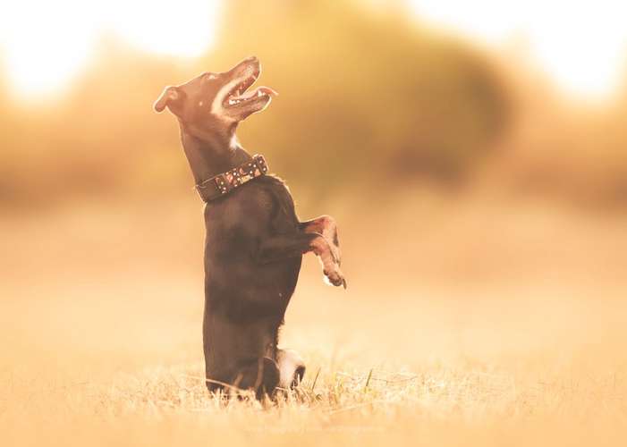 Hundeauslaufgebiet-Anira Fotografie-Bild