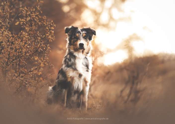 Hundeauslaufgebiet-Anira Fotografie-Bild