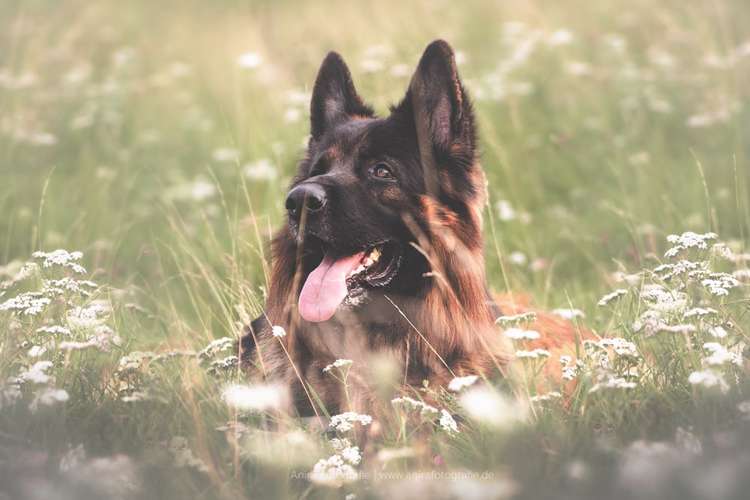 Hundeauslaufgebiet-Anira Fotografie-Bild