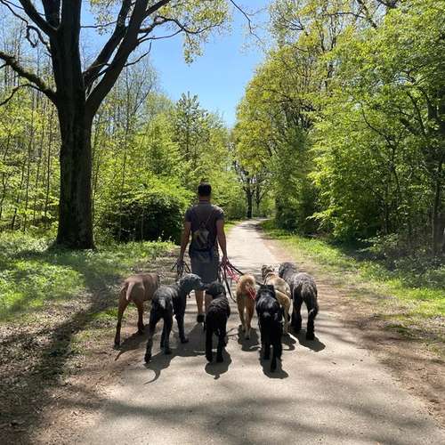 Hundeauslaufgebiet-Streuner_mobil-Bild