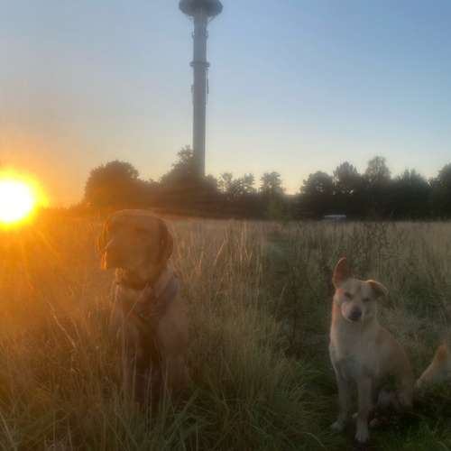 Hundeauslaufgebiet-Streuner_mobil-Bild