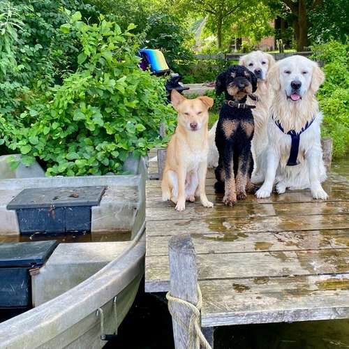 Hundeauslaufgebiet-Streuner_mobil-Bild