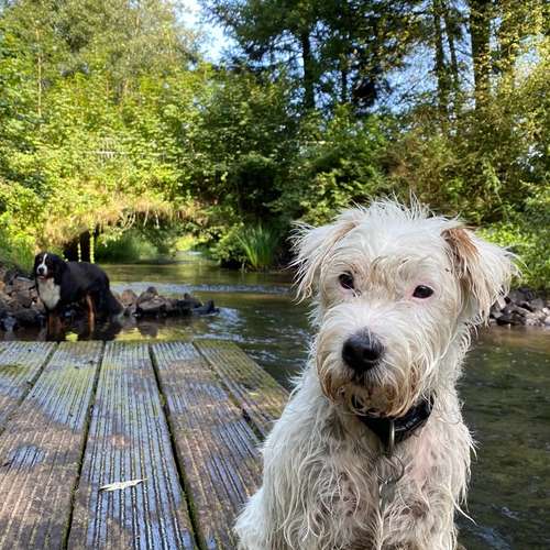 Hundeauslaufgebiet-Streuner_mobil-Bild