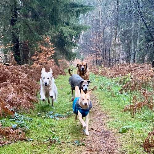 Hundeauslaufgebiet-Streuner_mobil-Bild