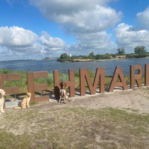 Hundeauslaufgebiet-Streuner_mobil-Bild