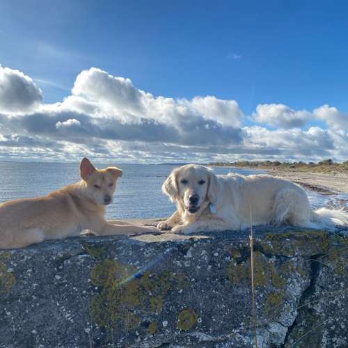 Hundeauslaufgebiet-Streuner_mobil-Bild