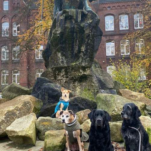 Hundeauslaufgebiet-Streuner_mobil-Bild