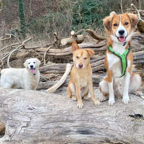 Hundeauslaufgebiet-Streuner_mobil-Bild