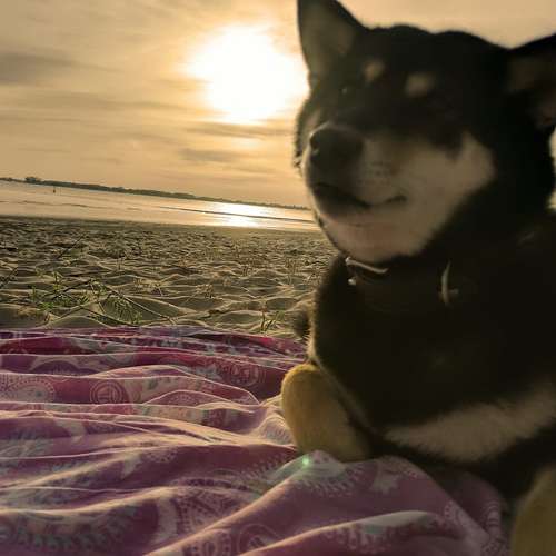 Hundeauslaufgebiet-Streuner_mobil-Bild