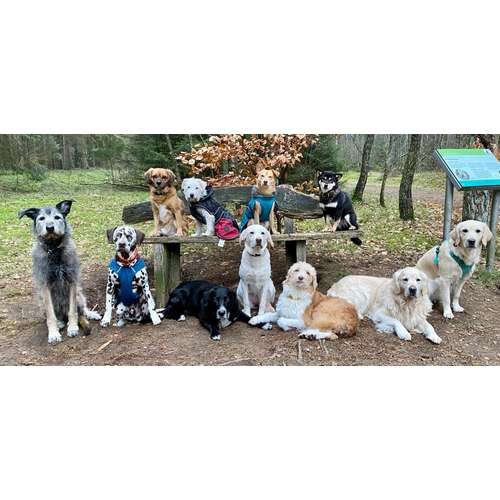 Hundeauslaufgebiet-Streuner_mobil-Bild