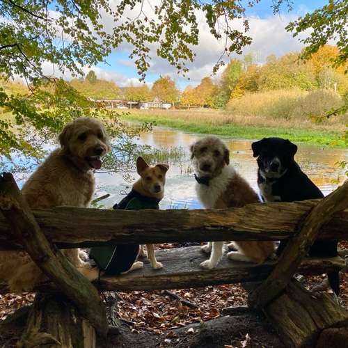 Hundeauslaufgebiet-Streuner_mobil-Bild