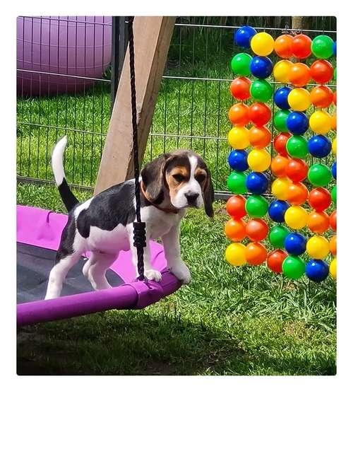 Hundeauslaufgebiet-HonestDog-Bild