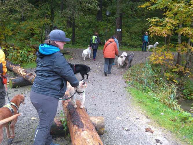 Hundeauslaufgebiet-Spaß mit 4 Pfoten Ebersberg e.V.-Bild