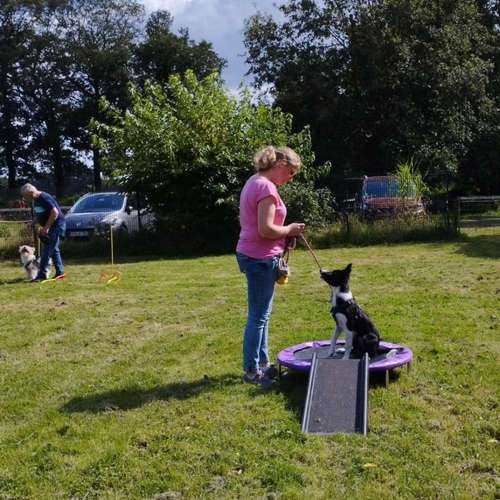 Hundeauslaufgebiet-Vechtepfoten e.V.-Bild