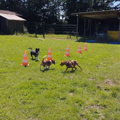 Hundeauslaufgebiet-Vechtepfoten e.V.-Bild