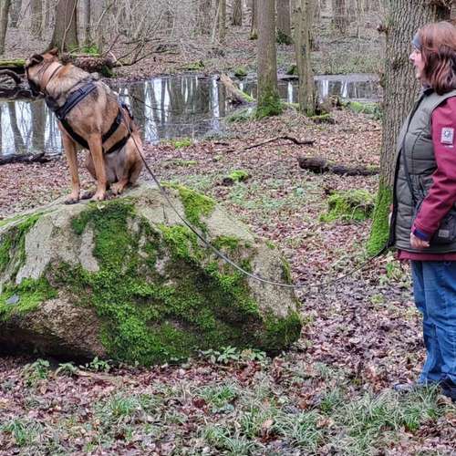 Hundeauslaufgebiet-Vechtepfoten e.V.-Bild