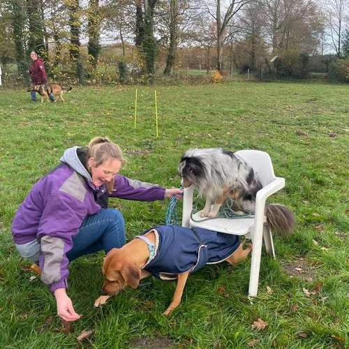 Hundeauslaufgebiet-Vechtepfoten e.V.-Bild