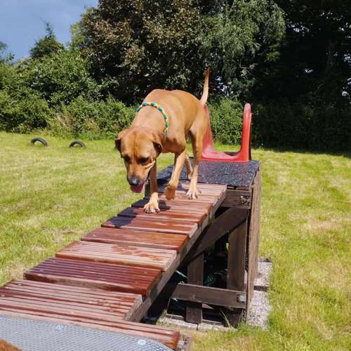 Hundeauslaufgebiet-Vechtepfoten e.V.-Bild