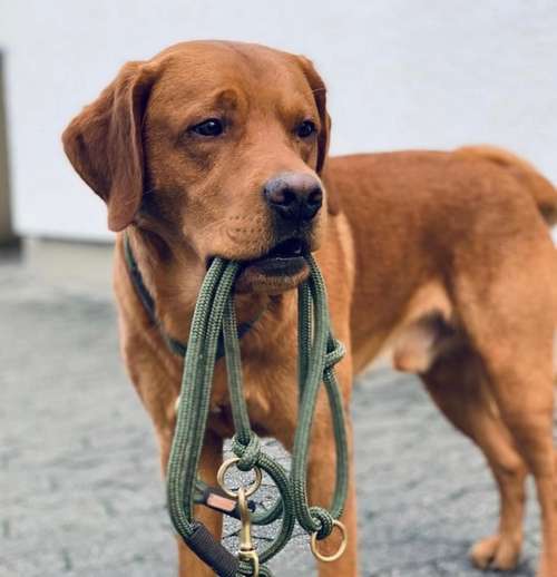 Hundeauslaufgebiet-Pfälzer-Pfötchen-Bande-Bild