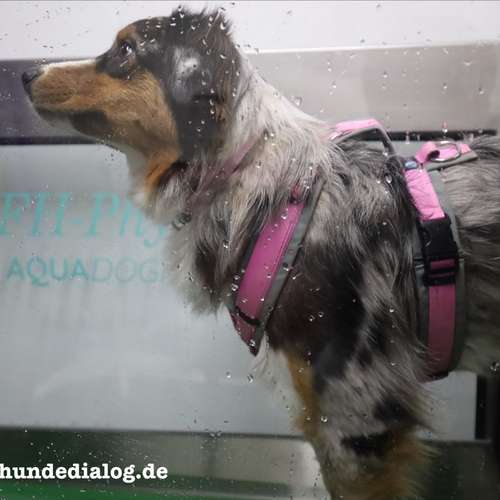 Hundeauslaufgebiet-Rund ums Tier-Hundezentrum Hundedialog-Bild