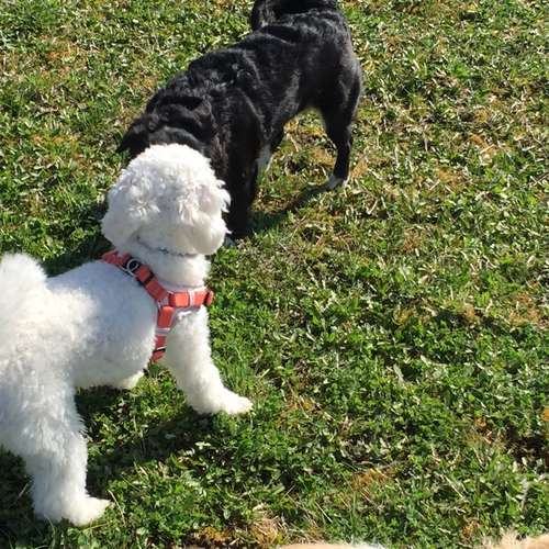 Hundeauslaufgebiet-Rund ums Tier-Hundezentrum Hundedialog-Bild