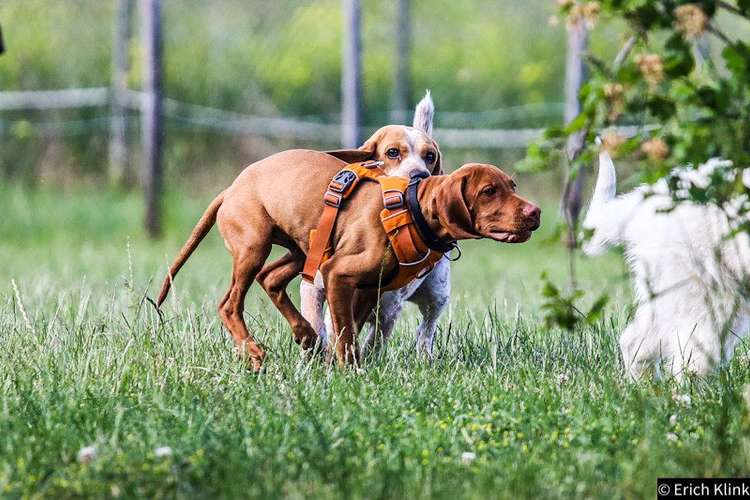 Hundeauslaufgebiet-Rund ums Tier-Hundezentrum Hundedialog-Bild