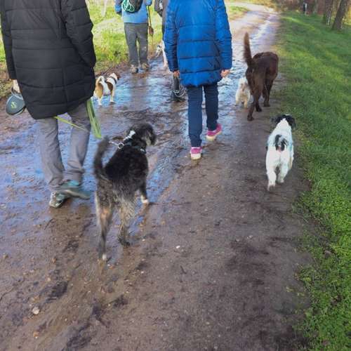 Hundeauslaufgebiet-Rund ums Tier-Hundezentrum Hundedialog-Bild