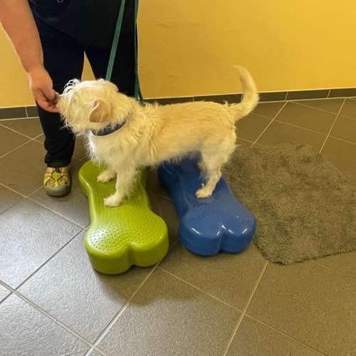 Hundeauslaufgebiet-Rund ums Tier-Hundezentrum Hundedialog-Bild