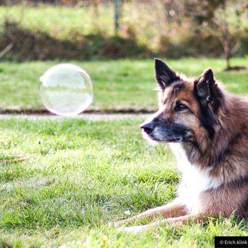 Hundeauslaufgebiet-Rund ums Tier-Hundezentrum Hundedialog-Bild