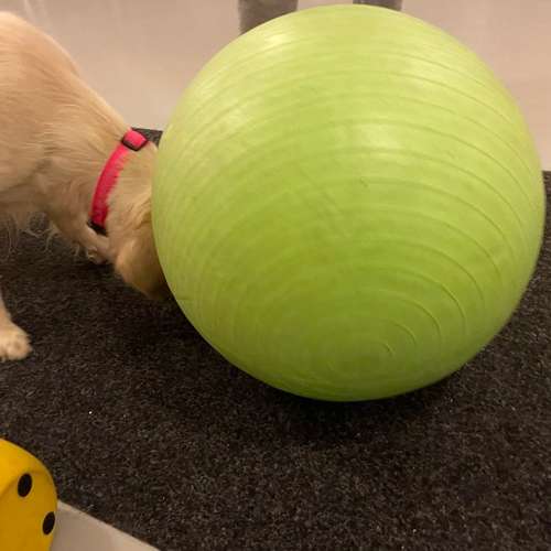 Hundeauslaufgebiet-Rund ums Tier-Hundezentrum Hundedialog-Bild