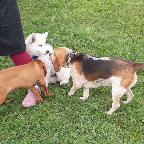 Hundeauslaufgebiet-Rund ums Tier-Hundezentrum Hundedialog-Bild