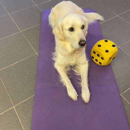 Hundeauslaufgebiet-Rund ums Tier-Hundezentrum Hundedialog-Bild