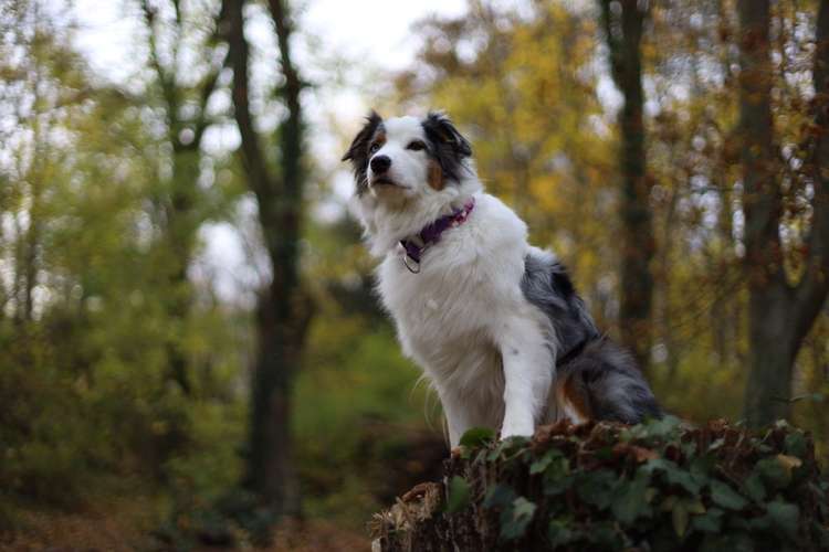 Hundeauslaufgebiet-Rund ums Tier-Hundezentrum Hundedialog-Bild