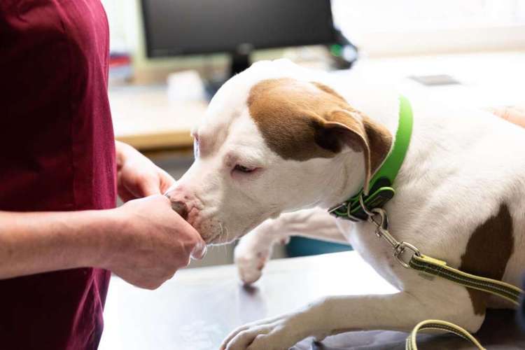 Hundeauslaufgebiet-Tierarztpraxis Koprek-Bild