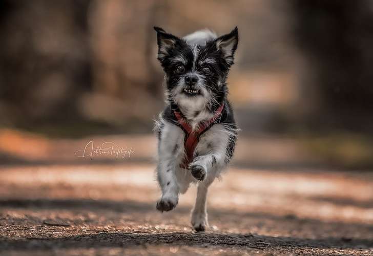 Hundeauslaufgebiet-Achtsame Tierfotografie Trier und Umgebung-Bild