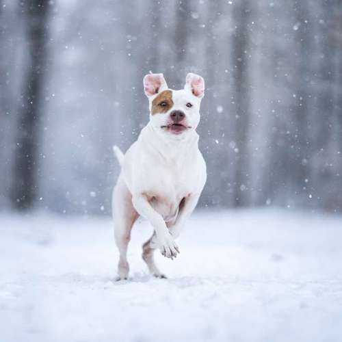 Hundeauslaufgebiet-Pudelwohl Photography / Cora Callmeier-Bild