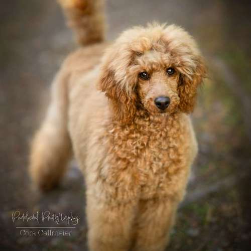 Hundeauslaufgebiet-Pudelwohl Photography / Cora Callmeier-Bild