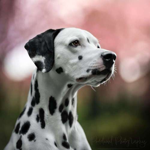 Hundeauslaufgebiet-Pudelwohl Photography / Cora Callmeier-Bild