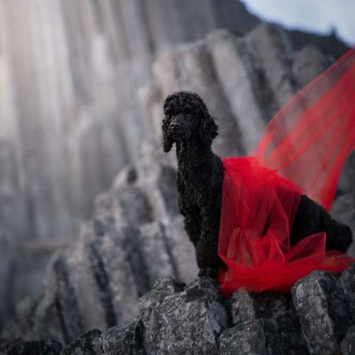 Hundeauslaufgebiet-Pudelwohl Photography / Cora Callmeier-Bild