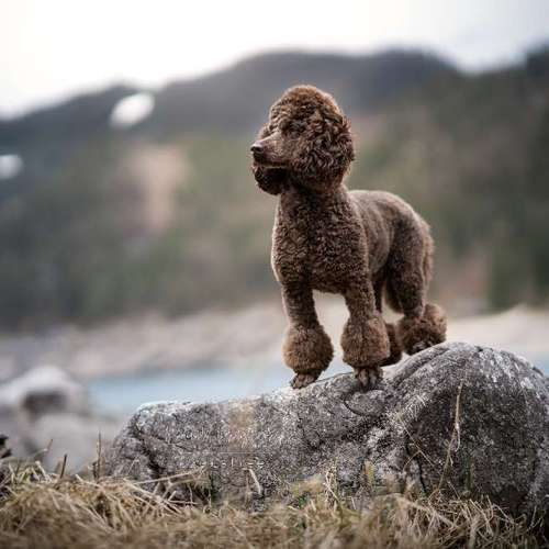 Hundeauslaufgebiet-Pudelwohl Photography / Cora Callmeier-Bild