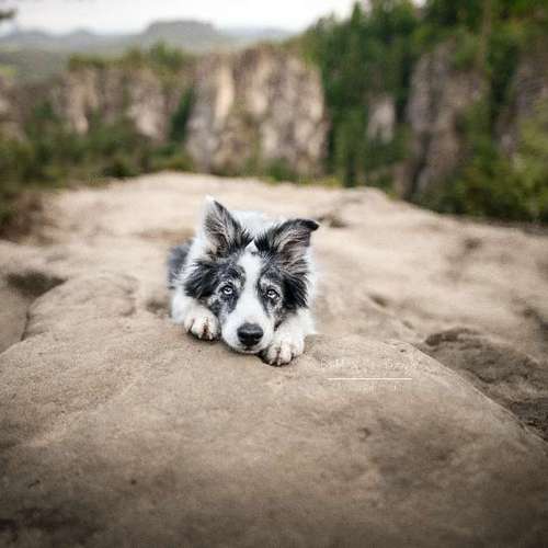 Hundeauslaufgebiet-Pudelwohl Photography / Cora Callmeier-Bild