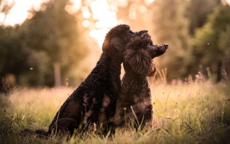 Hundeauslaufgebiet-Pudelwohl Photography-Bild