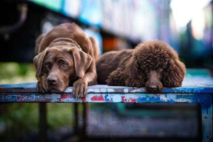 Hundeauslaufgebiet-Pudelwohl Photography-Bild