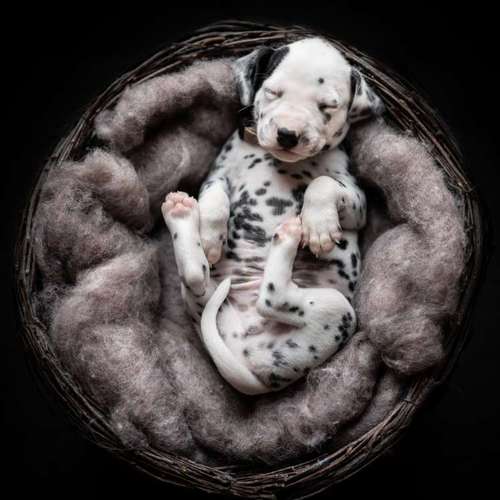 Hundeauslaufgebiet-Pudelwohl Photography / Cora Callmeier-Bild