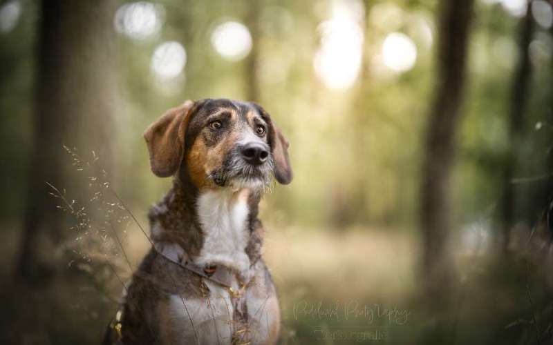 Hundeauslaufgebiet-Pudelwohl Photography / Cora Callmeier-Bild