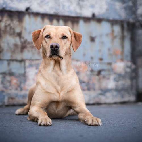 Hundeauslaufgebiet-Pudelwohl Photography / Cora Callmeier-Bild