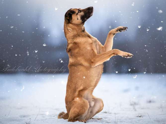 Hundeauslaufgebiet-Pudelwohl Photography / Cora Callmeier-Bild