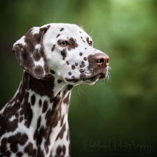 Hundeauslaufgebiet-Pudelwohl Photography-Bild