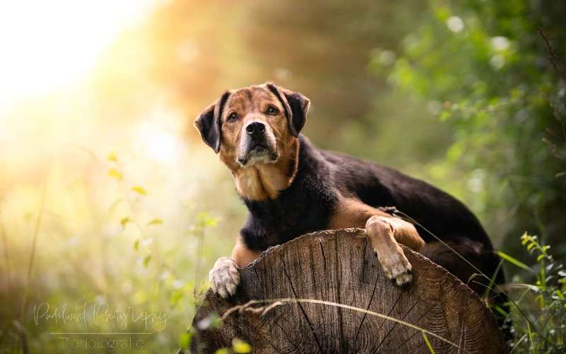 Hundeauslaufgebiet-Pudelwohl Photography-Bild